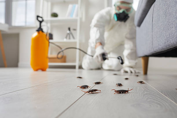 Commercial Rodent Management in Palm Springs